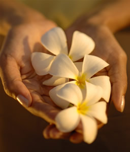 Captain Cook Cruises - Fiji