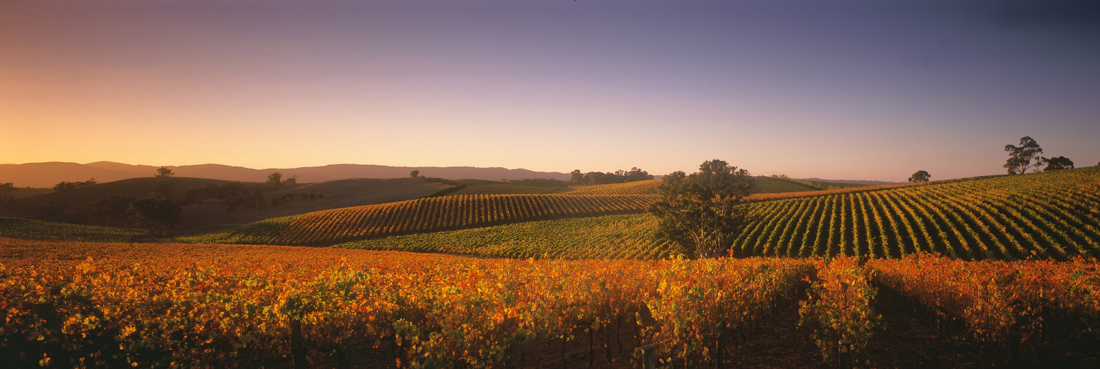 Nepenthe Wines
